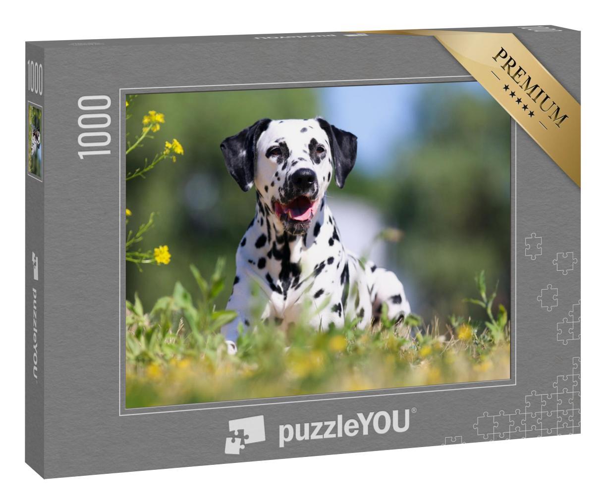 Puzzle 1000 Teile „Dalmatiner: sommerliches Bild des Hundes“