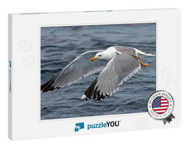 Seagull Outdoor Sea Fly Freedom... Jigsaw Puzzle