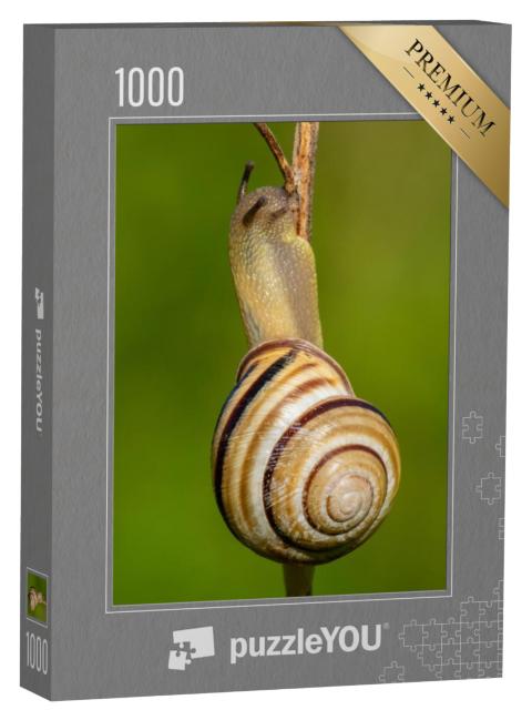 Puzzel 1000 stukjes „De gewone wijngaardslak, Cepaea nemoralis“