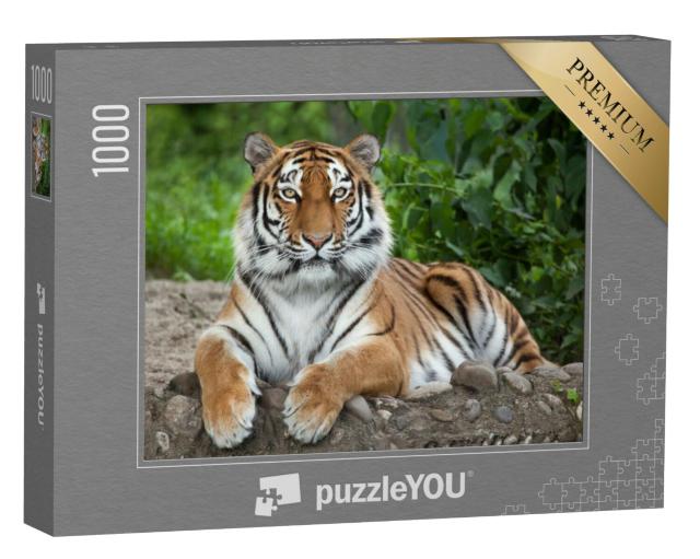 Puzzel 1000 stukjes „Siberische tijger, ook bekend als de Amurtijger“