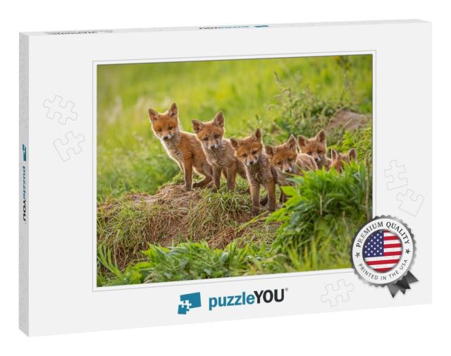 Red Fox, Vulpes Vulpes, Small Young Cubs Near Den Curious... Jigsaw Puzzle