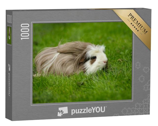 Puzzel 1000 stukjes „Cavia, langharig met kam“