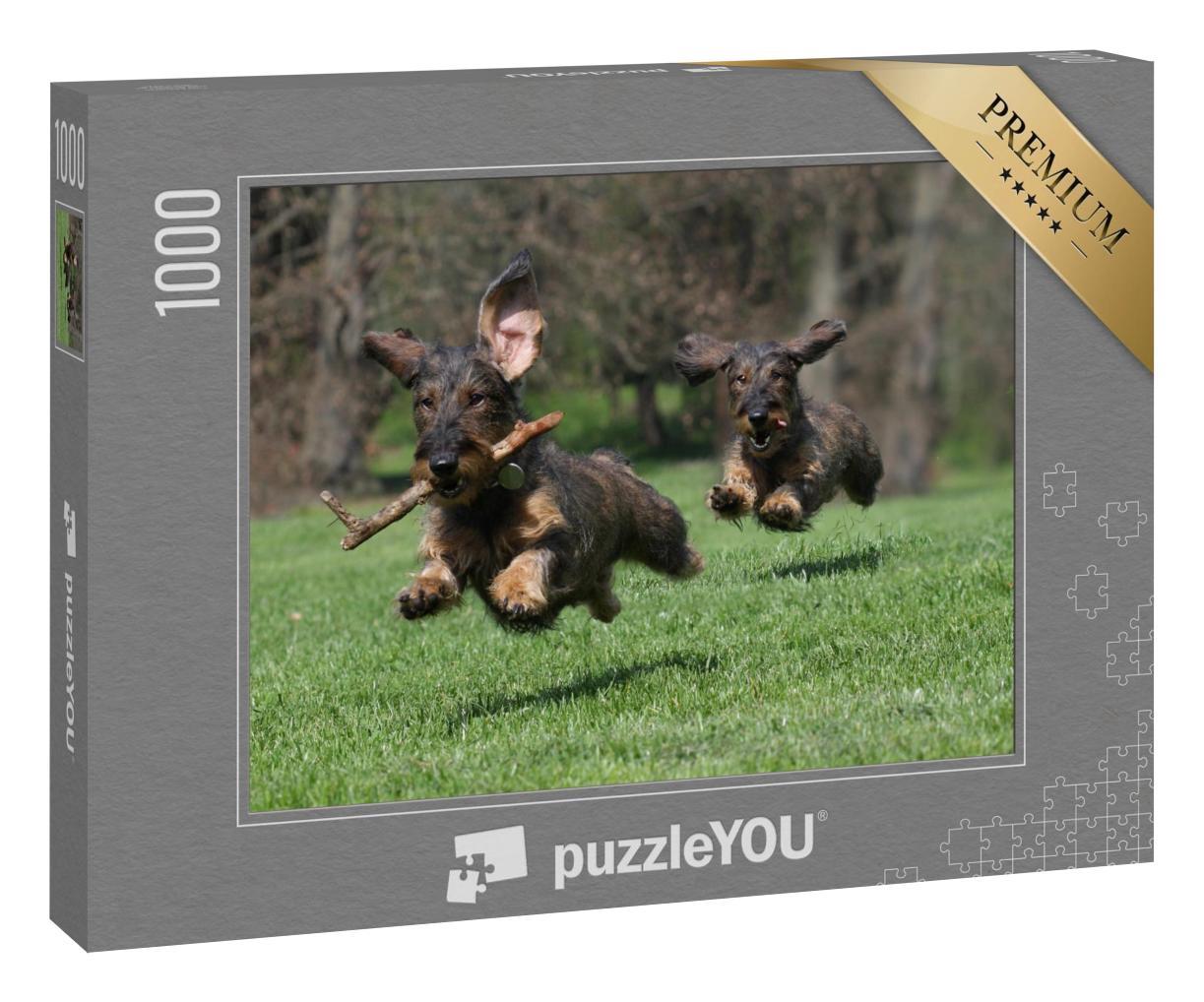 Puzzle 100 Teile „Zwei Hunde: Rasse Drahthaar-Dachshund“