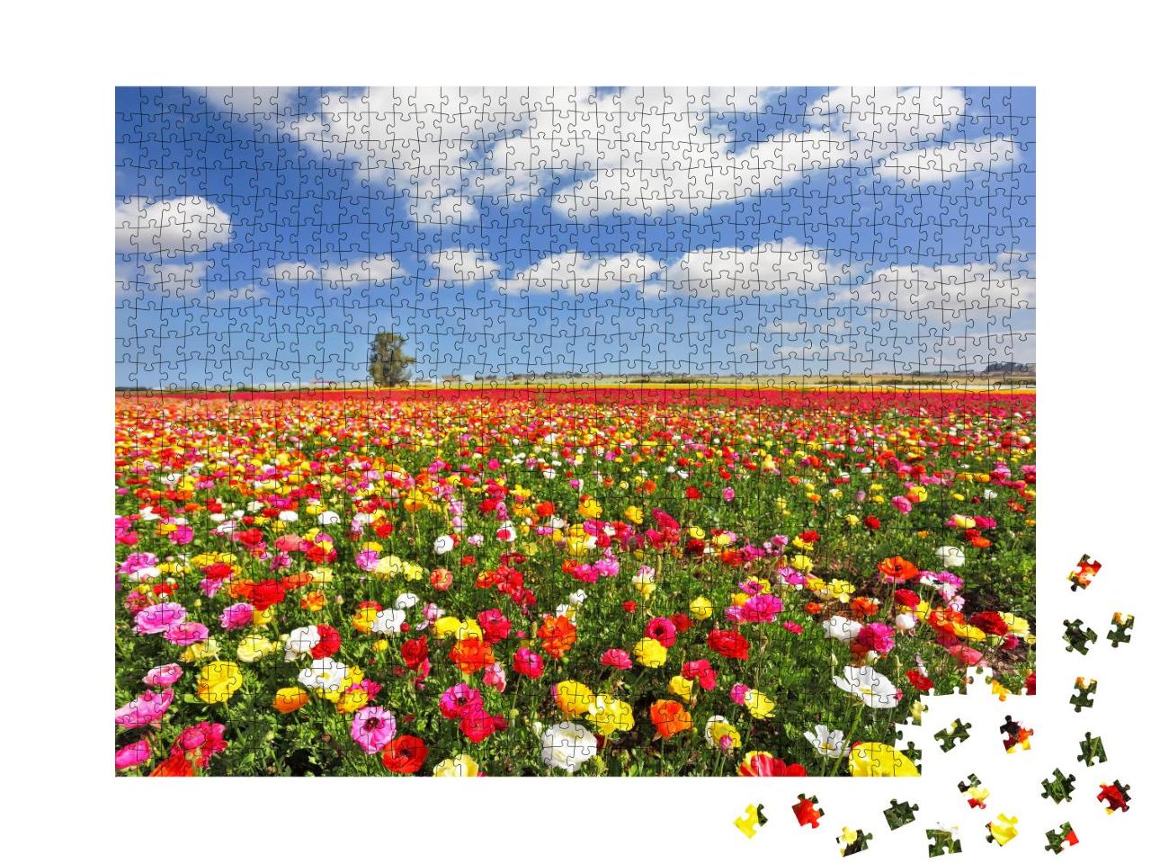 Puzzle 1000 Teile „Die prächtigen Garten-Hahnenfußgewächse: Butterblumen“