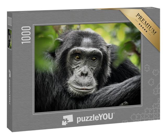 Puzzle „Schimpanse in Kibale Forest National Park, Uganda, Afrika“