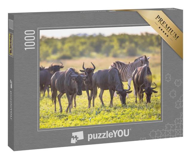 Puzzle 1000 Teile „Gnus beim Grasen im Mooiplaas-Flussbett, im Hintergrund ein Zebra“