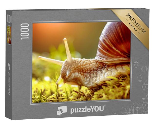 Puzzel 1000 stukjes „Close-up van een wijngaardslak“