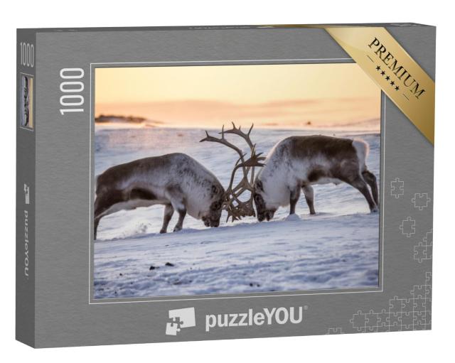 Puzzel 1000 stukjes „Twee rendieren testen hun kracht, Zuid-Spitsbergen“