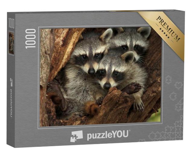 Puzzel 1000 stukjes „Drie knuffelige wasberen in een boomholte“