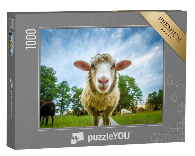 Puzzel 1000 stukjes „Oog in oog met een schaap“