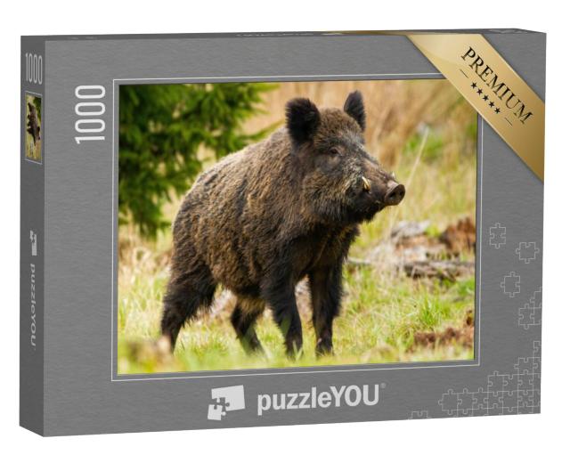 Puzzel 1000 stukjes „Een wild zwijn met witte slagtanden“