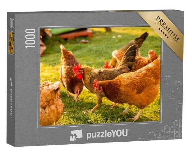 Puzzel 1000 stukjes „Scharrelkippen op een boerderij“