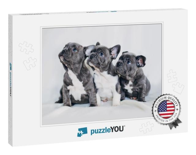 Portrait of Three Adorable Bulldog Puppies Looking in One... Jigsaw Puzzle