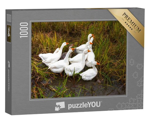 Puzzel 1000 stukjes „Ganzen in de wei“