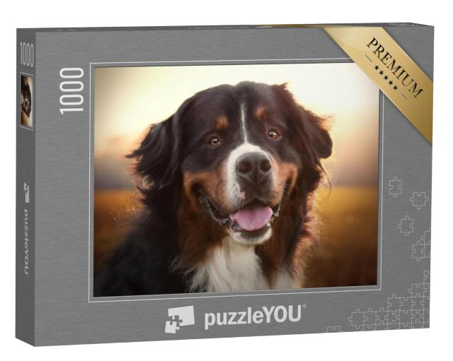 Puzzel 1000 stukjes „Portret van een Berner Sennenhond bij zonsondergang“