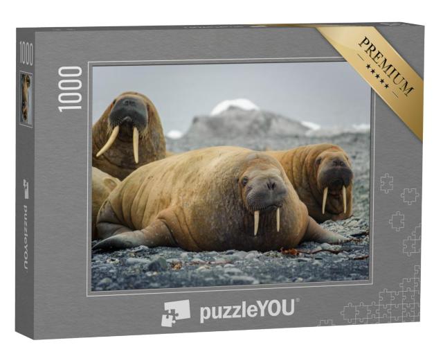 Puzzel 1000 stukjes „Walrussen liggend op een strand in het noordpoolgebied“