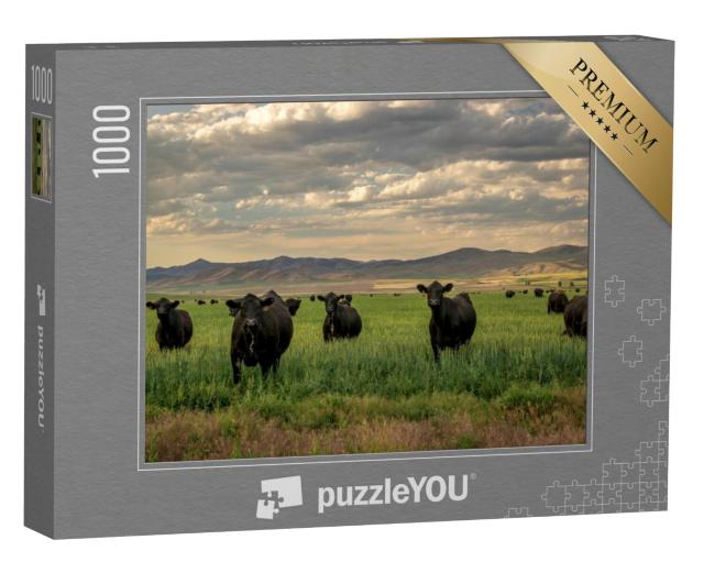 Puzzel 1000 stukjes „Kudde Black Angus vee in een grasveld“