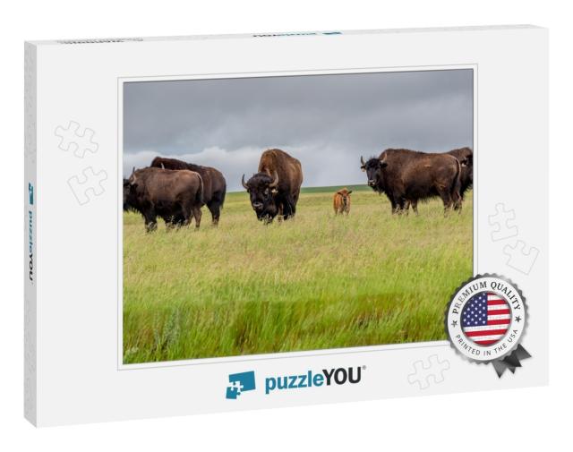 A Herd of Plains Bison with a Baby Calf in a Pasture in S... Jigsaw Puzzle