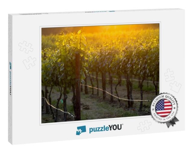 The Glowing Vines of a Napa Vineyard At Sunset. Grapevine... Jigsaw Puzzle