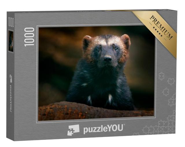 Puzzel 1000 stukjes „Een veelvraat in de Finse taiga“