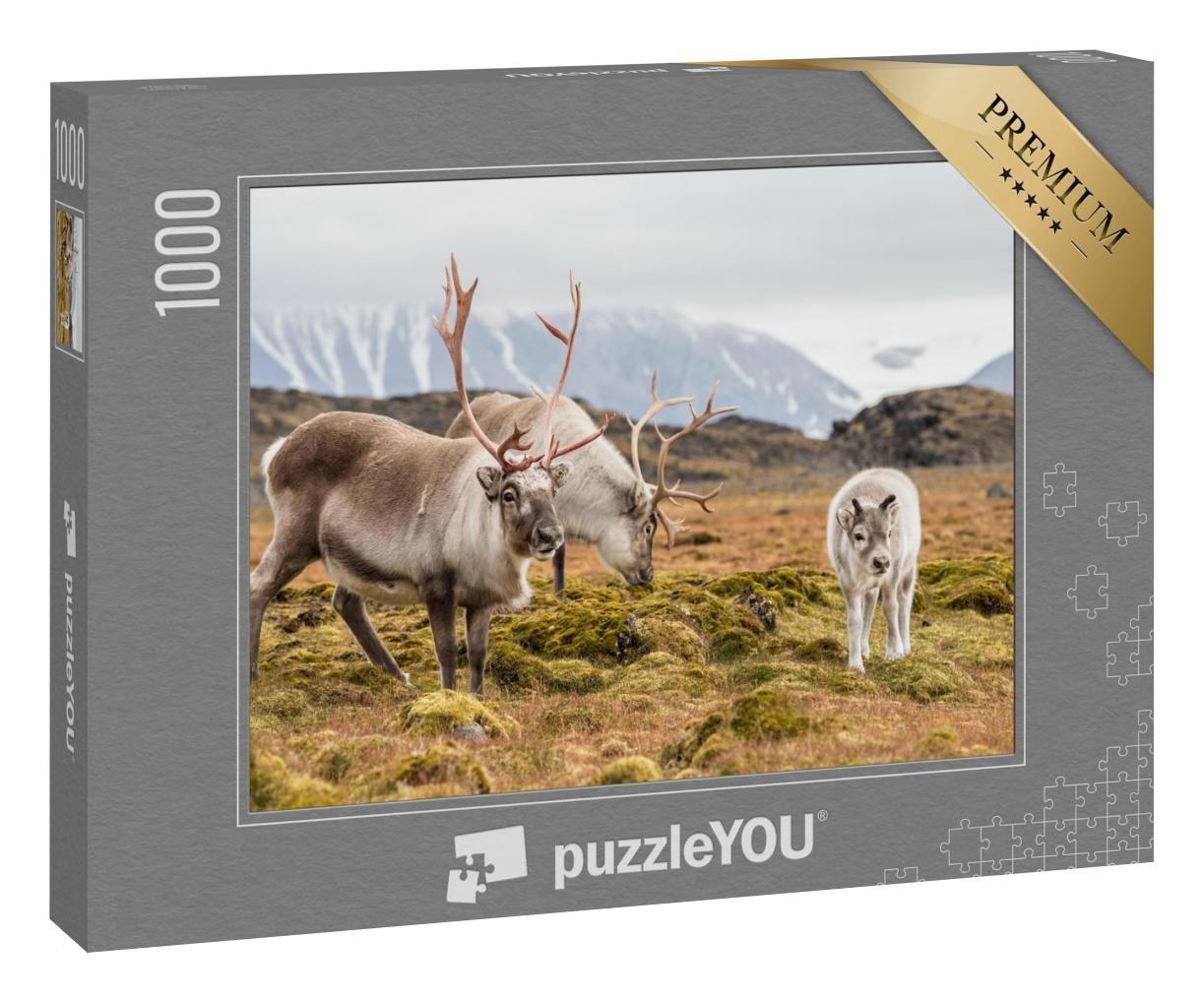 Puzzle 1000 Teile „Rentierfamilie beim Grasen, Spitzbergen“