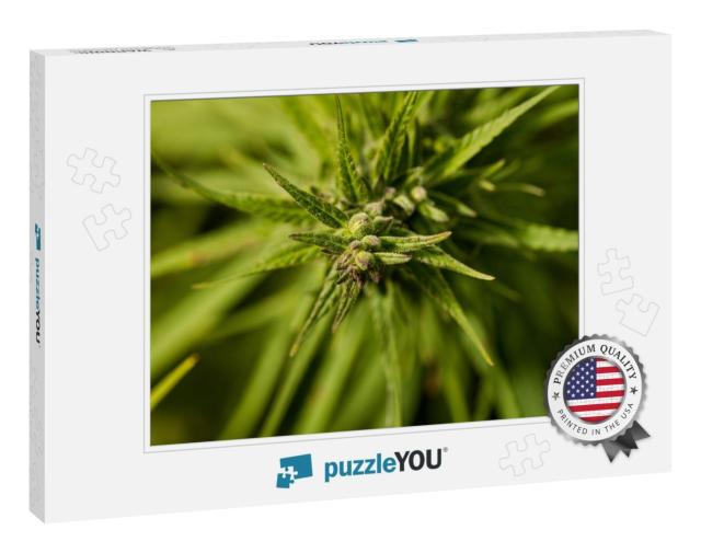 Small Marijuana Bud on a Plant At Cannabis Farm. C... Jigsaw Puzzle