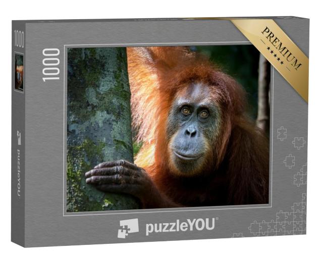 Puzzel 1000 stukjes „Portret van de beroemde en bedreigde Sumatraanse orang-oetan“