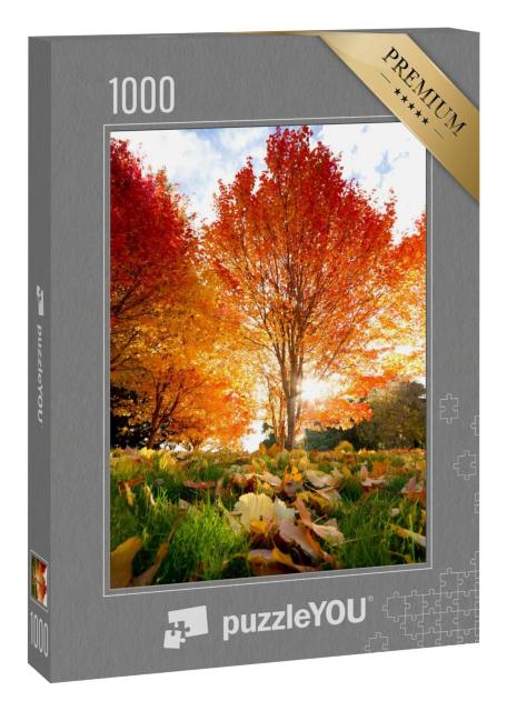 Puzzle 1000 Teile „Lichtdurchfluteter Baum mit rotem Laub im Herbst“