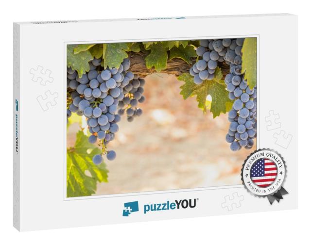 Beautiful Lush Wine Grape Bushels in the Vineyard... Jigsaw Puzzle