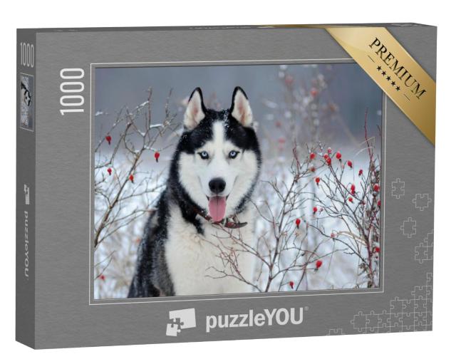 Puzzel 1000 stukjes „Siberische husky met blauwe ogen in de winter“