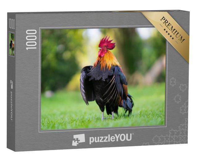 Puzzel 1000 stukjes „Indrukwekkende haan in de wei“