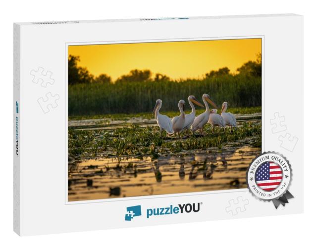 Pelicans At Sunset in Danube Delta, Romania... Jigsaw Puzzle