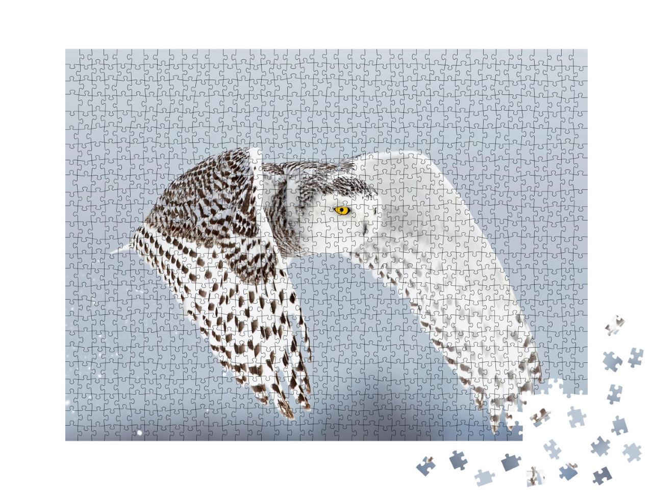 Puzzle 1000 Teile „Schneeeule, Bubo scandiacus, hebt ab und fliegt jagend über ein Feld, Ottawa, Kanada“