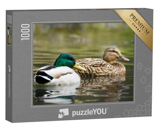 Puzzel 1000 stukjes „Mannetje en vrouwtje wilde eend zwemmen op een vijver met groen water“