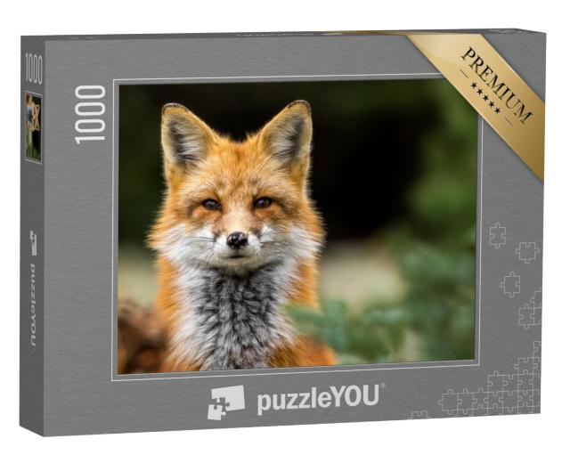 Puzzel 1000 stukjes „Oog in oog met een rode vos“