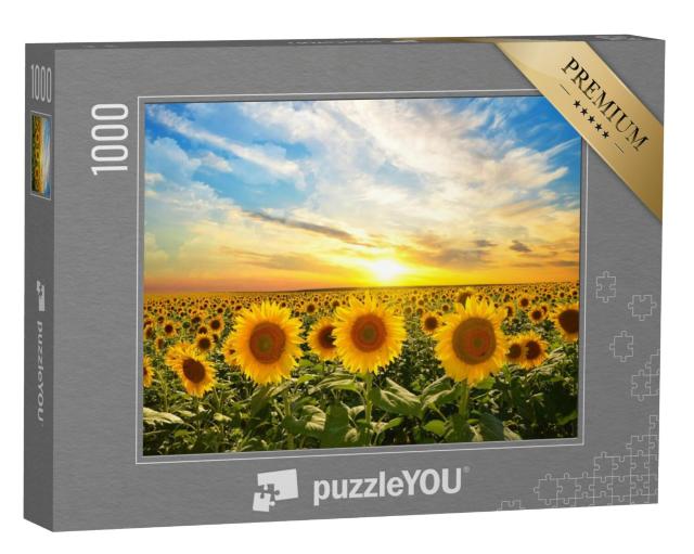 Puzzel 1000 stukjes „Veld met bloeiende zonnebloemen bij zonsondergang“