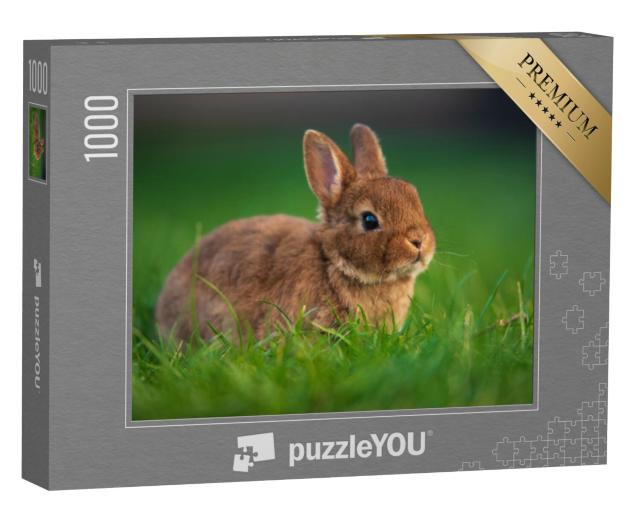 Puzzel 1000 stukjes „Baby konijn op groen gras“