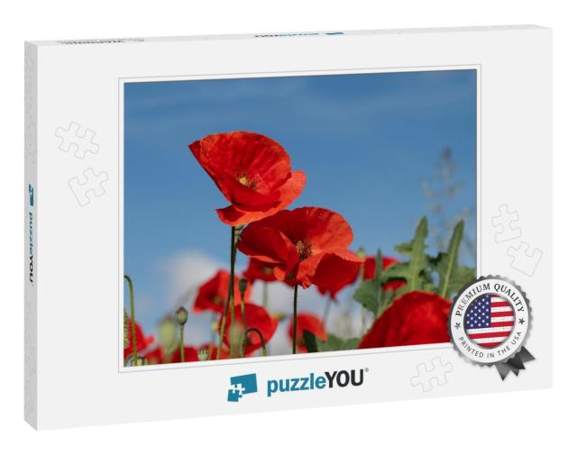 Bright Red Corn Poppy Growing Outdoors in a Poppy Field i... Jigsaw Puzzle