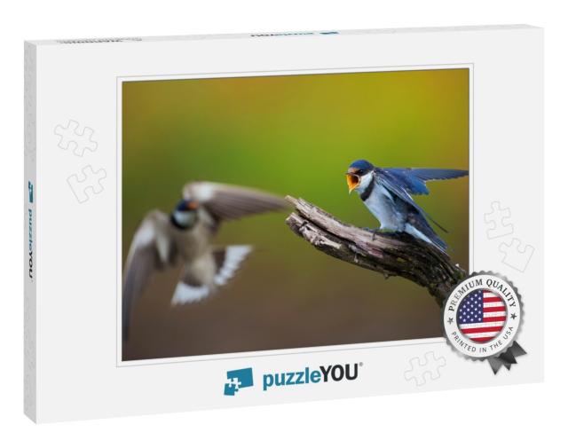 Two White-Throated Swallows in Confrontation... Jigsaw Puzzle