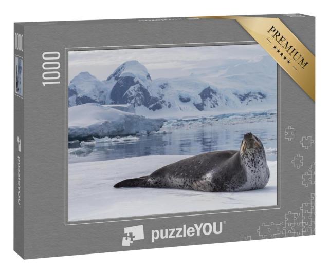 Puzzle 1000 Teile „Seeleopard, ein Raubtier der Antarktis“
