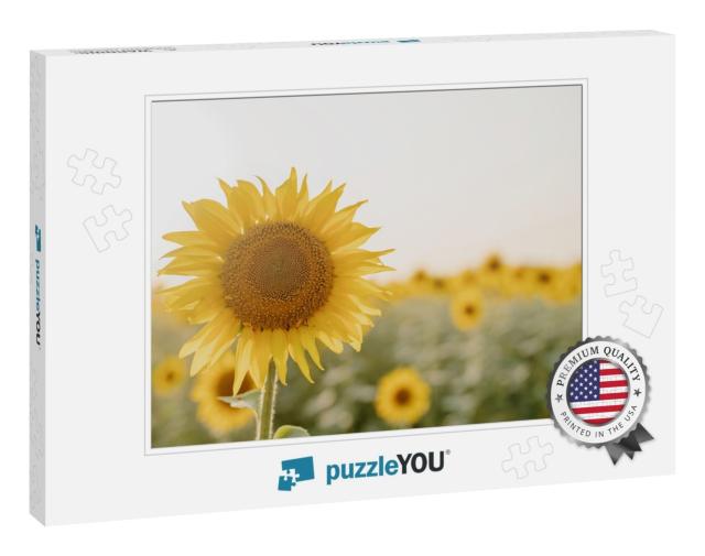 Sunflower on Nature Background. Sunflower Blooming on the... Jigsaw Puzzle
