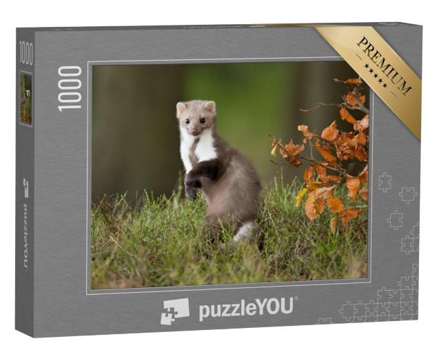 Puzzel 1000 stukjes „Europese boommarters in hun natuurlijke habitat“