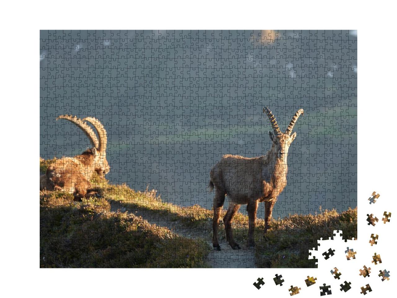 Puzzle 1000 Teile „Steinbock, Alpensteinbock, Capra ibex, Berg, Schweizer Alpen“