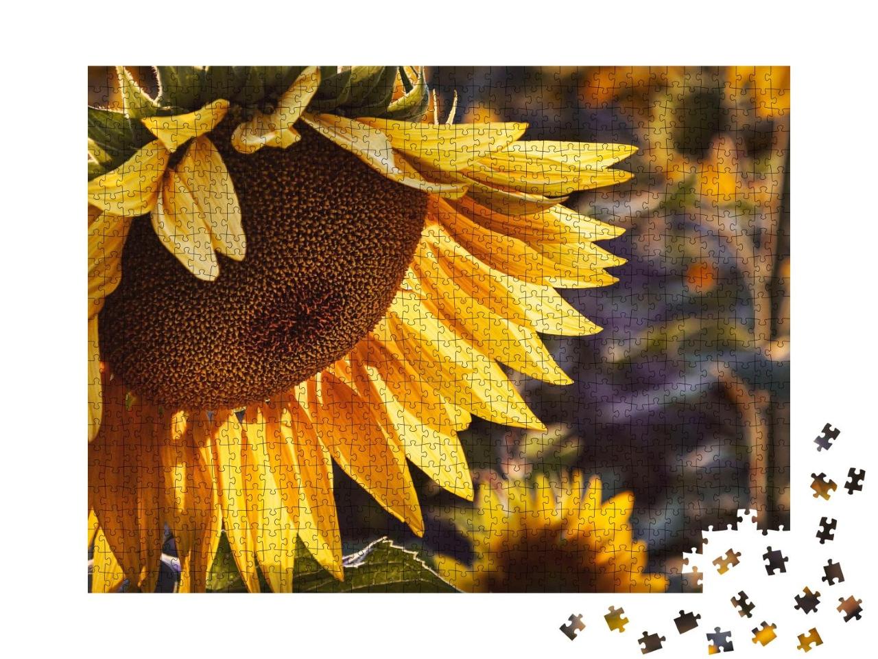 Puzzle 1000 Teile „Gelbe Sonnenblume bei Sonnenuntergang“