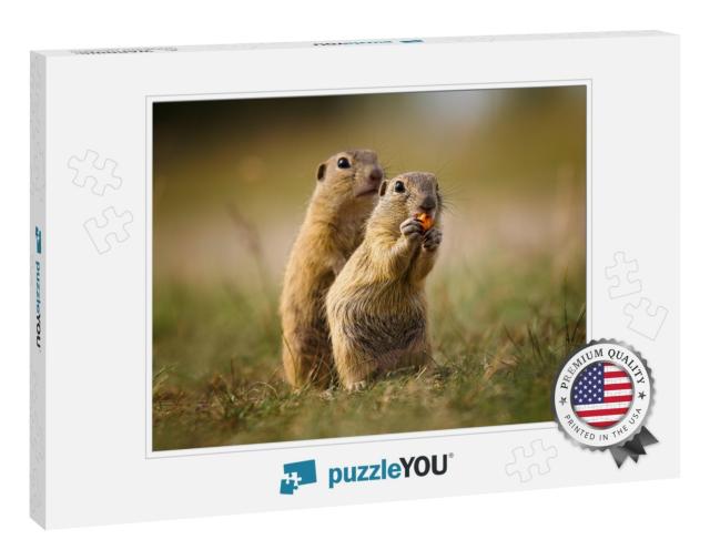 Ground Squirrel in Their Natural Environment. Wildlife Sh... Jigsaw Puzzle