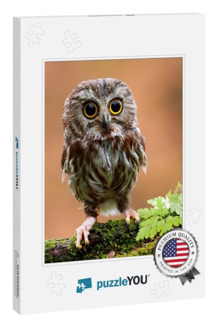 The Cute Lonely Baby of Owl... Jigsaw Puzzle