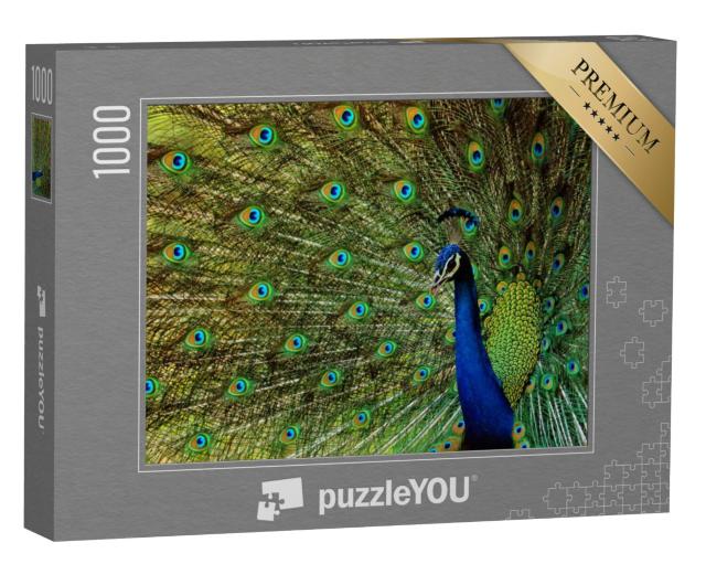 Puzzel 1000 stukjes „Een mooie vogel pauw“