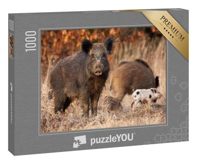 Puzzle 1000 Teile „Gefährliches Wildschwein, sus scrofa, das seine jungen Frischlinge beschützt“
