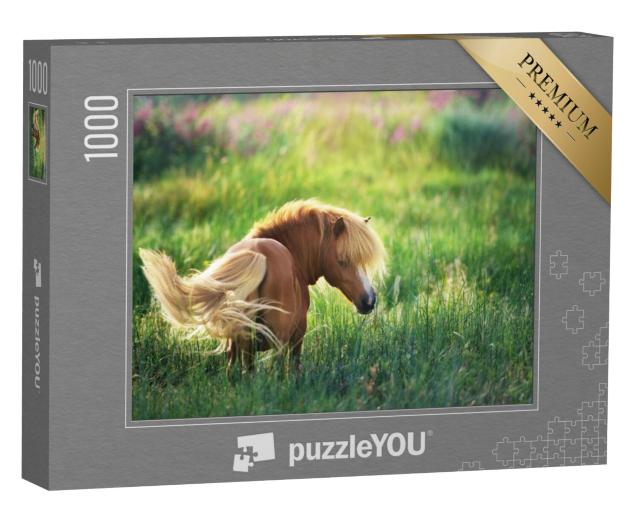 Puzzel 1000 stukjes „Shetlandpony op groene zomerweide“