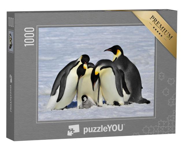 Puzzel 1000 stukjes „Keizerspinguïns beschermen een kuiken“